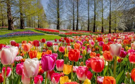 Tham quan các khu vườn hoa tulip đẹp ở Đào Viên