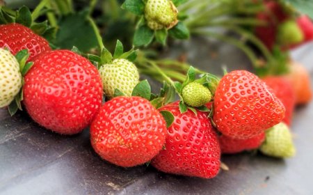 Tham quan các trang trại dâu tây ở Đào Viên