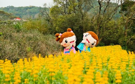 Dạo chơi và chụp ảnh tại những cánh đồng hoa cải trắng ở Đào Viên